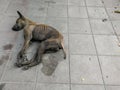 Sick dog need helping live on the street