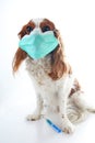 Sick dog puppy photo illustration. Animal pet doctor vet mask on puppy. Dog with injection vaccination. Animal pet dog vet on isol