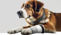 Sick dog sits with a bandage on his paw and a white background. AI generated