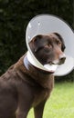 A sick dog sits with a medical collar on a background of green grass. AI generated