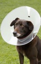 A sick dog sits with a medical collar on a background of green grass. AI generated