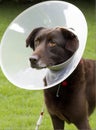 A sick dog sits with a medical collar on a background of green grass. AI generated