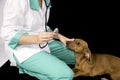 The sick dog and veterinary Royalty Free Stock Photo