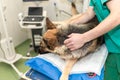 Sick dog in a veterinary clinic waiting for surgery Royalty Free Stock Photo