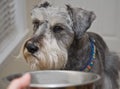 Sick dog won't eat not hungry Royalty Free Stock Photo