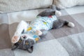 Sick domestic cat lies after surgery at home on sofa in clothes. Postoperative bandage. Care of pet after cavitary operation.