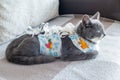 Sick domestic cat lies after surgery at home on sofa in clothes. Postoperative bandage. Care of pet after cavitary