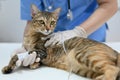 A sick domestic cat is in an operating room with a veterinarian