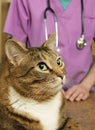 Cat visits the veterinarian for a checkup