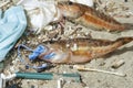 Sick Fish dead eating plastic rubber glove on contaminated sea habitat.pollution