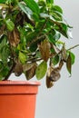 Sick gardenia plant with falling yellow leaves because of parasites, water or wrong temperature