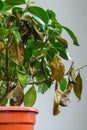 Sick gardenia plant with falling yellow leaves because of parasites, water or wrong temperature