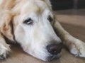 Sick golden retriever dog with gum in eyes Royalty Free Stock Photo