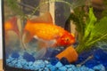 Sick goldfish with bumbs on its scale, fish bowl Royalty Free Stock Photo