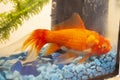 Sick goldfish with bumbs on its scale, fish bowl Royalty Free Stock Photo