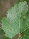 Sick grape leaf closeup Royalty Free Stock Photo