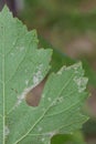 Sick grape leaf closeup Royalty Free Stock Photo