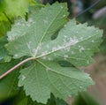 Sick grape leaf closeup Royalty Free Stock Photo