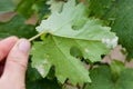 Sick grape leaf closeup Royalty Free Stock Photo