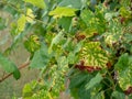 Sick grapevine plants. Chlorosis and rust. Agriculture problem. Royalty Free Stock Photo
