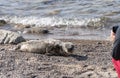 sick grey seal on the beach of RÃ¼gen (Baltic Sea) Royalty Free Stock Photo