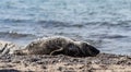 sick grey seal on the beach of RÃ¼gen (Baltic Sea) Royalty Free Stock Photo