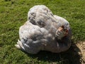 Sick Guinea fowl in a miserable condition