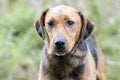 Sick hound dog with mucus discharge in eyes
