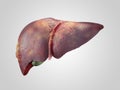 Sick human liver with cancer