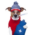 Sick ill cold dog Royalty Free Stock Photo