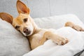 Sick ill dog in bed Royalty Free Stock Photo