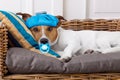 Sick ill dog with fever Royalty Free Stock Photo