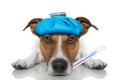 Sick ill dog Royalty Free Stock Photo