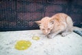 Sick ill pet cat with vomit on floor Royalty Free Stock Photo