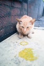 Sick ill pet cat with vomit on floor Royalty Free Stock Photo