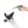 Dog and vaccine syringe Royalty Free Stock Photo