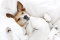 Sick ill or sleeping dog Royalty Free Stock Photo