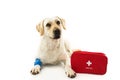 SICK OR INJURED DOG. LABRADOR LYING DOWN WITH A BLUE BANDAGE OR ELASTIC BANDAGE ON FOOT AND A EMERGENCY OR FIRT AID KIT