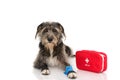 SICK OR INJURED DOG. PUPPY LYING DOWN WITH A BLUE BANDAGE OR ELASTIC BANDAGE ON FOOT AND A EMERGENCY OR FIRT AID KIT. PAIN