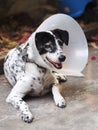 Sick injured old dalmatian dog no purebred wearing semi transparent flexible plastic protective collar Royalty Free Stock Photo