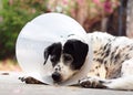 Sick injured old dalmatian dog no purebred wearing semi transparent flexible plastic protective collar Royalty Free Stock Photo