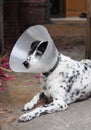 Sick injured old dalmatian dog no purebred wearing semi transparent flexible plastic protective collar Royalty Free Stock Photo