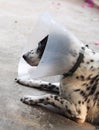 Sick injured old dalmatian dog no purebred wearing semi transparent flexible plastic protective collar