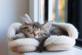 sick kitten sleeping curled up in oversized soft slippers Royalty Free Stock Photo