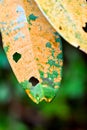 Sick leaf with brown spot fungus