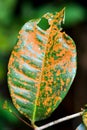 Sick leaf with brown spot fungus