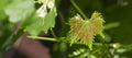 Disease on leaf of vine Sick leaves of vine in vineyard. Royalty Free Stock Photo