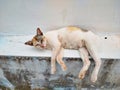 Sick and malnourished stray cat lying on a concrete wall outdoors. Royalty Free Stock Photo