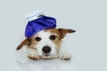 SICK NAD SAD JACK RUSSELL DOG LYING DOWN WITH AN ICE BAG. ISOLATED AGAINST WHITE BACKGROUND Royalty Free Stock Photo