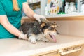 The sick old dog has a fever in the veterinary clinic.The dog has a protruding tongue Royalty Free Stock Photo